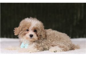 Clayton - Miniature Poodle for sale