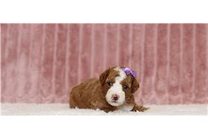 Callie - Miniature Poodle for sale