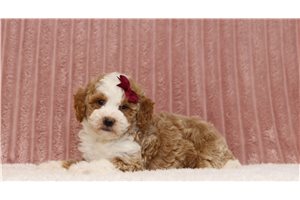Lila - Miniature Poodle for sale