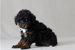 Madden - Poodle, Miniature for sale