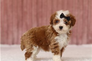 Lily Bell - Poodle, Miniature, placed in Zanesville / Cambridge