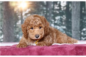 Frankie - Poodle, Miniature for sale