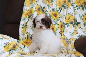 Parker - Poodle, Miniature for sale