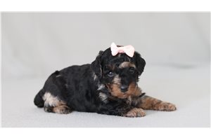 Mackenzie - Poodle, Miniature for sale