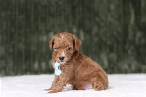 Dudley - Miniature Poodle for sale