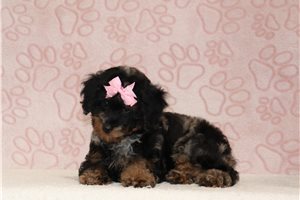 Mackenzie - Poodle, Miniature for sale