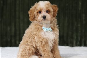 Dagwood - Poodle, Miniature, placed in Zanesville / Cambridge