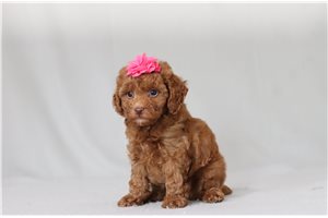 Angie - Poodle, Miniature for sale