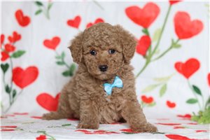 Friar - Poodle, Miniature for sale