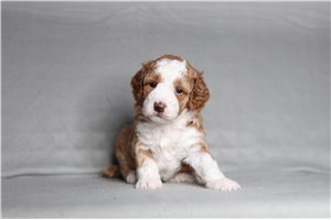 Daria - Poodle, Miniature for sale