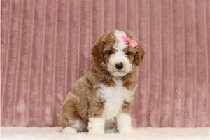 Cami - Miniature Poodle for sale