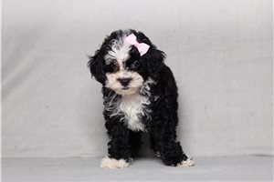 Nisha - Poodle, Miniature for sale