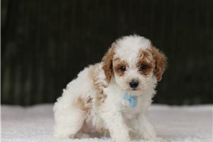 Donovan - Miniature Poodle for sale