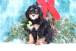 Razor - Poodle, Standard for sale