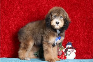 Raymond - Poodle, Standard for sale