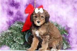 Reece - Poodle, Standard for sale