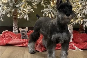 Fabian - Schnauzer, Miniature for sale