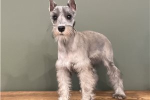 Faith - Schnauzer, Miniature for sale