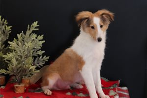 Vernon - Shetland Sheepdog - Sheltie for sale