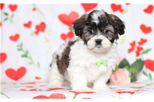 Ezra - Shichon for sale