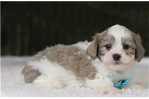 Dino - Shichon for sale