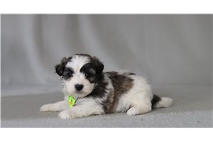 Grover - Shichon for sale