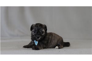 Grit - Shichon for sale