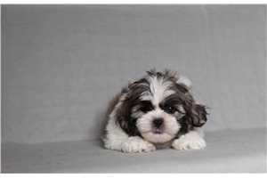 Eric - Shichon for sale