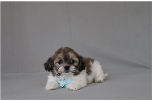 Mana - Shichon for sale