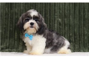 Emilio - Shichon for sale