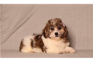 Cynthia - Shichon for sale