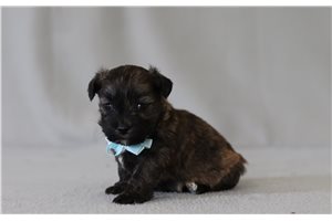 Gromit - Shichon for sale