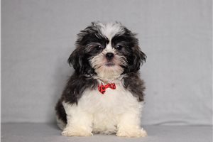 Emilio - Shichon for sale