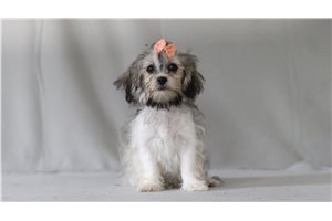 Taylor - Shichon for sale