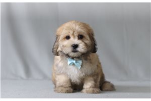 Vortimer - Shichon for sale