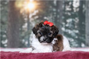 Paisley - Shichon for sale