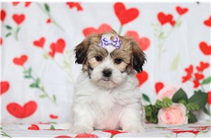 Ester - Shichon for sale