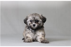 Taylor - Shichon for sale