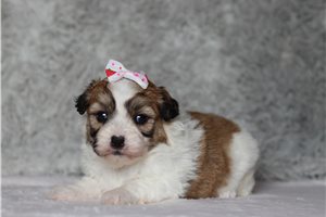 Eevee - Shichon for sale