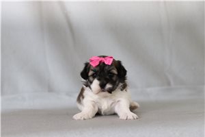 Sheila - Shichon for sale