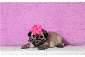 Taylor - Shichon for sale