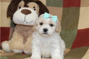 Oaklynn - puppy for sale