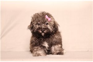 Erica - Shichon for sale