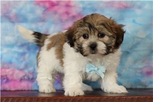 Regis - Shichon for sale