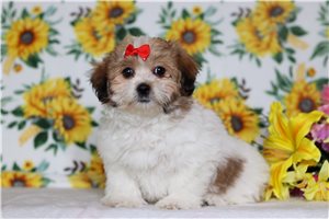 Esmerelda - Shichon for sale