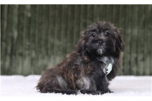 Gromit - Shichon for sale