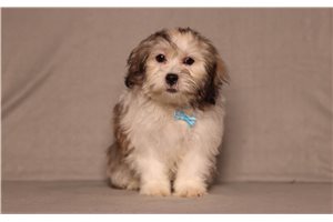 Echo - Shichon for sale