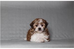 Shelby - Shichon for sale