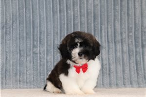 Dane - Shichon for sale