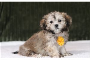 Griffin - Shichon for sale